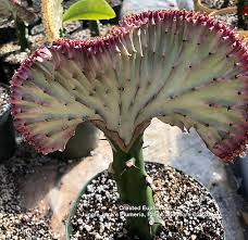 Image result for Euphorbia epicyparissias