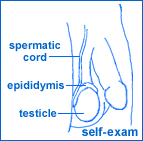 It is important to know what feels normal and to be able to notice any changes. How To Perform A Testicular Self Examination