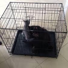 5.331310, 103.132428), the capital as well as largest city of the state of terengganu, on the east coast of peninsular malaysia. Photos At Klinik Veterinar Kuala Terengganu