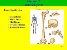 1 Powerpoint Lecture Outlines To Accompany Holes Human Anatomy And Physiology Eleventh Edition Shie Human Anatomy And Physiology Anatomy Anatomy And Physiology
