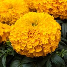 Image result for Tagetes erecta