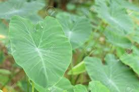 Tropical bulbs are easy to grow! Asian Tropical Caladium Colocasia Esculenta The Tropical Plant Stock Photo Picture And Royalty Free Image Image 112550532
