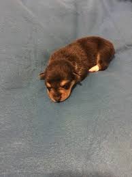 It is also an excellent way. Corgi Dogs For Sale In Mn