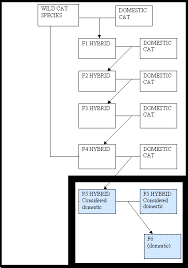 Savannah Cat Reproduction And Genetics
