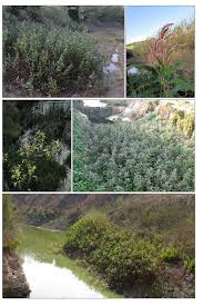 Image result for Persicaria senegalensis