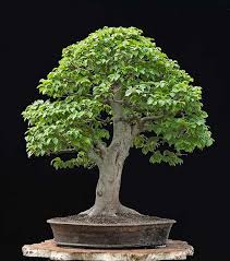 Oberhalb des wurzelansatzes ist der baum komplett abgestorben. Fagus Sylvatica Bonsai Pflanzen Pflanzen Kleine Baume