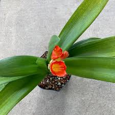 Image result for Clivia miniata