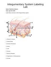 Labeling Integumentary System Integumentary System Labeling Lab Name Nydasia Jones Date Label These Structures Of The Integumentary System 1 Skin 2 Course Hero