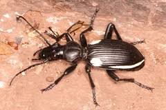 Image result for Habenaria uncicalcar