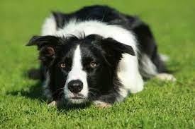 The 10 Most High Maintenance Dog Breeds Border Collie Collie Dog Breeds