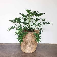 Water your philodendron well after its surgery and. Xanadu Philodendron Winterbourn Plants Buying Growing Guide Trees Com