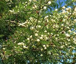 Image result for Acacia gerrardii