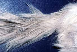 Stud tail is caused by overactivity of the sebaceous glands near the rear of the back and on the tail, which results in an overabundance of sebum or skin oil in that area. What Is Stud Tail Poc