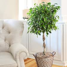 Image result for Ficus benjamina
