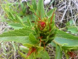 Image result for Acalypha caperonioides