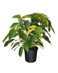 Image result for Acalypha polymorpha