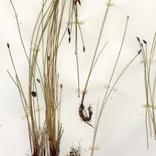 Image result for Eriochrysis