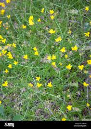 Image result for Monopsis