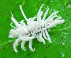 .your plant pest control and they are really very easy and 100 percent organic pest control me. How To Kill Mealybugs Get Rid Of Mealy Bugs Control Guide