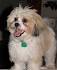 Shih Chon Puppies For Sale Near New Windsor & Baltimore MD ...