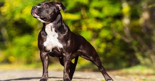 This cross brings out the best of both of these lovable dogs. The Staffador The Staffy Cross Labrador