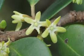 Image result for Secamone