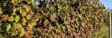 Image result for peronospora grapevine