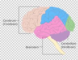 The brainstem lies at the base of the brain and the top of the spinal cord. Brainstem Png Images Klipartz