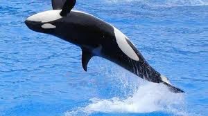 Free Download Killer Whale Wallpaper 82874 Hq Desktop Wallpapers 1920x1080 For Your Desktop Mobile Tablet Explore 72 Killer Whale Wallpaper Orca Whale Wallpaper Free Whale Wallpapers For Desktop Killer Whale Wallpaper Desktop Find the best orca whale wallpaper on getwallpapers.