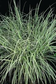 Image result for Miscanthus violaceus