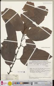 Image result for Strombosiopsis tetrandra