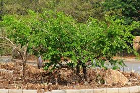 Image result for Strychnos madagascariensis