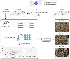 Breast Cancer Subtype Classification Using 4 Plex Droplet