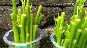 Cara Menanam Kangkung Dari Dapur Yang Disisakan Akarnya Saja Menanam Sayuran Menanam Kebun Sayur