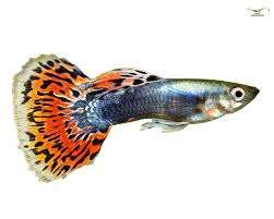 Is This Normal Platy Behavior? | Platy Forum