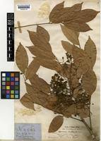 Image result for Pericopsis