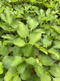 Image result for Asclepias aurea