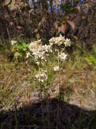 Image result for Paspalidium obtusifolium