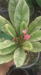 Pin By Mayumi On Frangipanis Plant Leaves Frangipani Plumeria