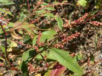 Image result for Persicaria hystricula