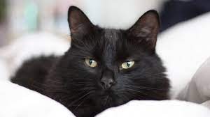 Arti mimpi digigit kucing mimpi digigit kucing ini memiliki sebuah makna yaitu peringatan untuk mengubah sikap buruk dari seseorang, akan tetapi mimpi ini memiliki jenis lainnya seperti : Arti Mimpi Bertemu Kucing Hitam Apakah Pertanda Buruk Simak Tafsir Lengkapnya Tribun Manado