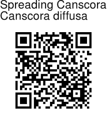 Image result for Canscora kirkii