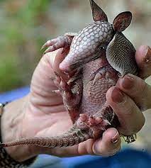 Spotlight On Baby Armadillos Cute Animals Baby Animals Cute Baby Animals