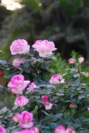 If you have trouble telling someone you are sorry and wish for forgiveness, give them a bouquet of flowers representing these emotions. Forgiveness Is The Flowers Quotes Amazing Views Facebook