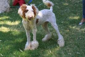 Posie akc posie is an akc brown and white parti standard poodle. Akc Standard Parti Poodle Puppies For Sale In Bowie Colorado Classified Americanlisted Com