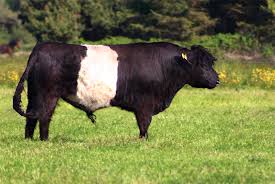 First, the district court granted the defense's motion to exclude the expert testimony and opinions of plaintiff's designated expert. Belted Galloway Wikimedia Commons