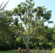 Image result for Cussonia