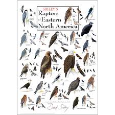 Birds Of North America Poster Southeast Posters Earth Sky Water North America Bird Poster Bird Pictures