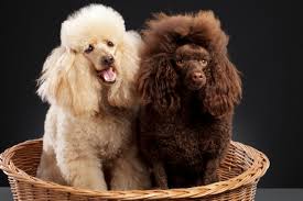 These pet parents chose cute food names for pets. 206 Super Cute Names For Pairs Of Pets That Go Well Together Pet Ponder