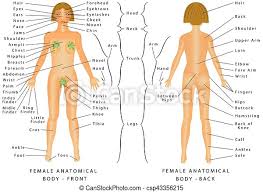 Check out these fantastic fac. Regions Of Female Body Female Body Front And Back Female Human Body Parts Human Anatomy Chart The Anatomical Names And Canstock
